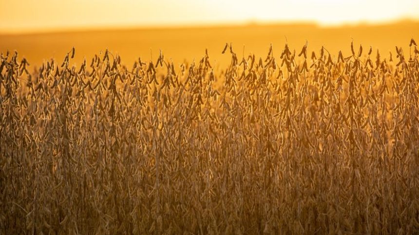 What Are the Benefits of a Soy-Enhanced Adjuvant?