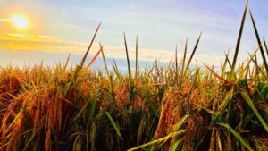 Arva Announces Carbon Ready Program to Support Trusted Advisors