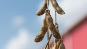 The Key to Success in 2021? Changes to Soybean Management