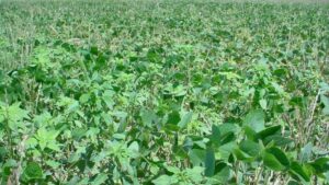 Herbicide-Resistant Weeds: A Tough Problem That ‘Ranks Right at the Top’ for Ag Retailers, Growers