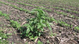 Reading Weeds to Improve Soil Health, Nutrient Management