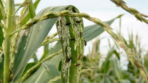 Conventional and Cultural Tools Failing Against Corn Rootworm: Where Do We Go from Here?