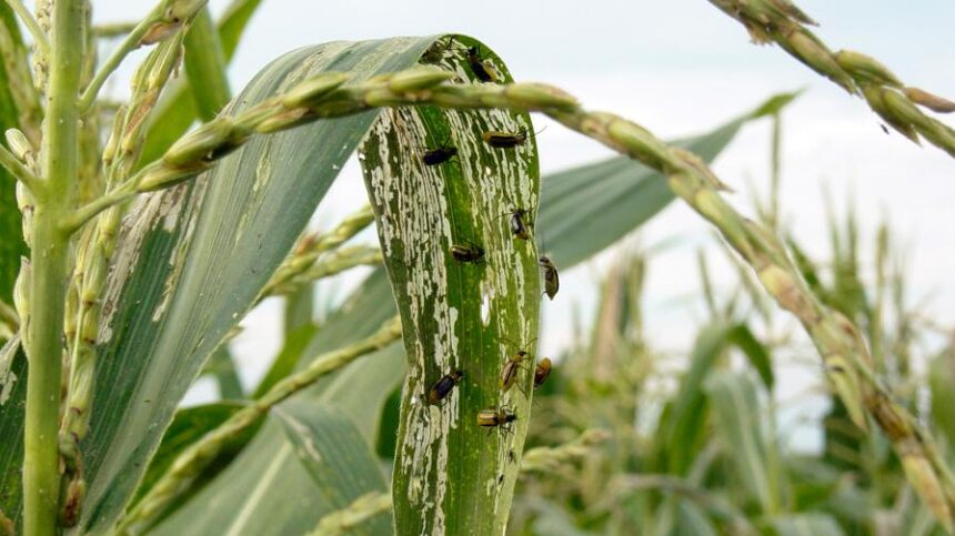 Predictions, Advice for 2021 on Corn Rootworm, Bt Resistance