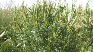 How Nebraska Researchers Are Helping the Fight Against Palmer Amaranth