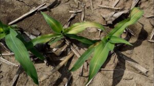 What’s Best: Micronutrient Deficiency Prevention or Correction?