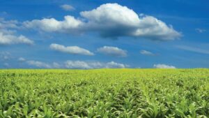 Will Sustainable Aviation Fuel Have a Big Impact on Agriculture?