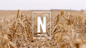 Understanding the Nitrogen Cycle