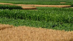Solvita Soil Tests Confirmed Through Field Research As Valuable Testing Tools for Evaluating Soil Health