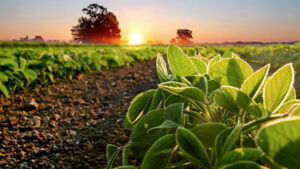 Deciphering the IPM Options to Make the Right Decisions