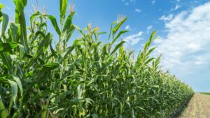 Verdesian Life Sciences, Truterra Team Up to Advance On-Farm Sustainability Across U.S.