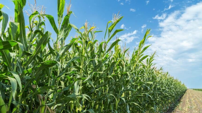 New Research Points to Ag Retail Challenges with Carbon Programs