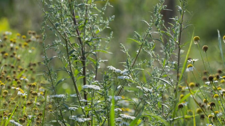 UPDATE 4: Bayer Declares Force Majeure, Deepening Glyphosate Crisis