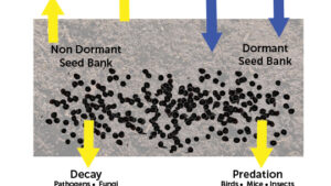 Control Resistant Weeds and Invest In Future Crops, Not the Weed Seed Bank!