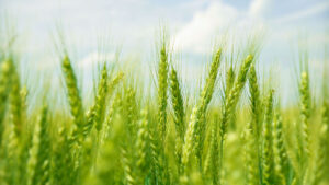 Anuvia’s SymTRX: Improve Bottom Line, Enrich Soil and Reduce Greenhouse Gasses