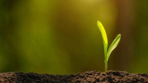 All DRII-ed Up: How Do Plants Recover After Drought?