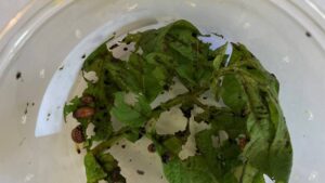 RNA-Based Biopesticide Technology Delivers 98% Mortality of Colorado Potato Beetle in Independent Test