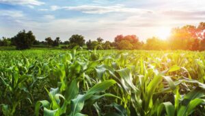 Dean Banks Appointed CEO of Indigo Ag and CEO-Partner of Flagship Pioneering