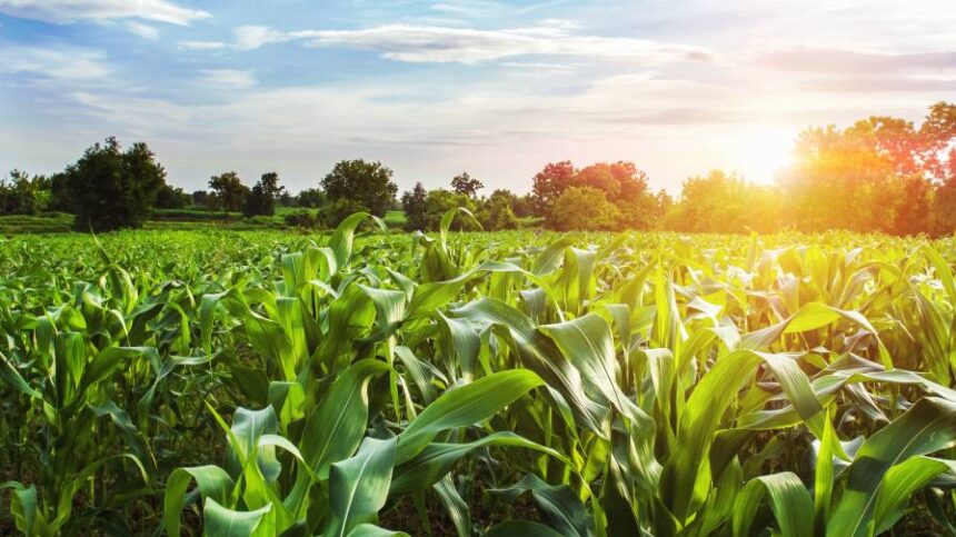 Certis Biologicals, SDS Biotech Join Forces to Develop Biological Crop Protection Solutions