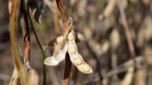 Corteva Introduces New Line of Enlist E3 Soybeans
