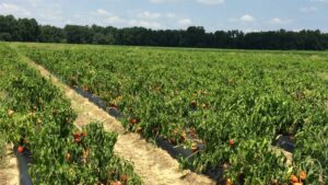 5 Ways to Minimize Food Waste at Farm Level