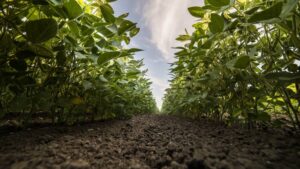 CPDA, ARA to Present Webinar on How to Take Advantage of Adjuvants