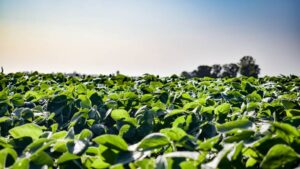 Helena Previews New Fungicide and Insecticide Technology for Multiple Crops