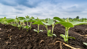 The Right Foliar Fertilizer Sparks Chemistry
