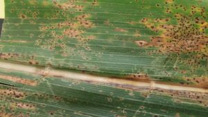 Fungicides: Plan for Tar Spot and Cascading Supply Effects in ’22