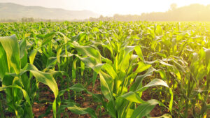 Valent U.S.A. Applies for Registration of New Rapidicil Herbicide