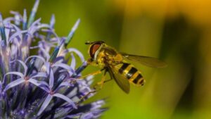 GreenLight Biosciences Launches Norroa, the First RNA-Based Treatment for Varroa Mites