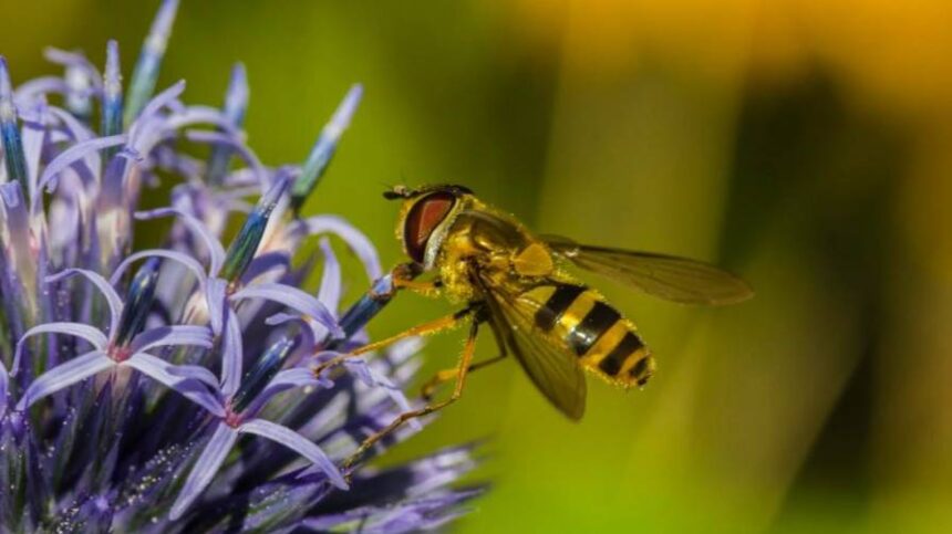 GreenLight Biosciences Launches Norroa, the First RNA-Based Treatment for Varroa Mites