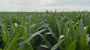 Cultivating Tomorrow: DPH Bio CEO on Setting a Path for Growth and Impact Today