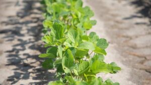 Premix Herbicide Active Ingredients Offer Greater Efficacy Together