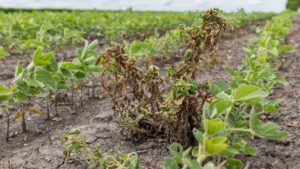 WSSA: New Technologies Needed As Broadleaf Weeds Outpace Herbicides