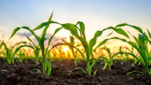 Plants ‘Mark’ DNA for Offspring Giving Them Increased Resilience