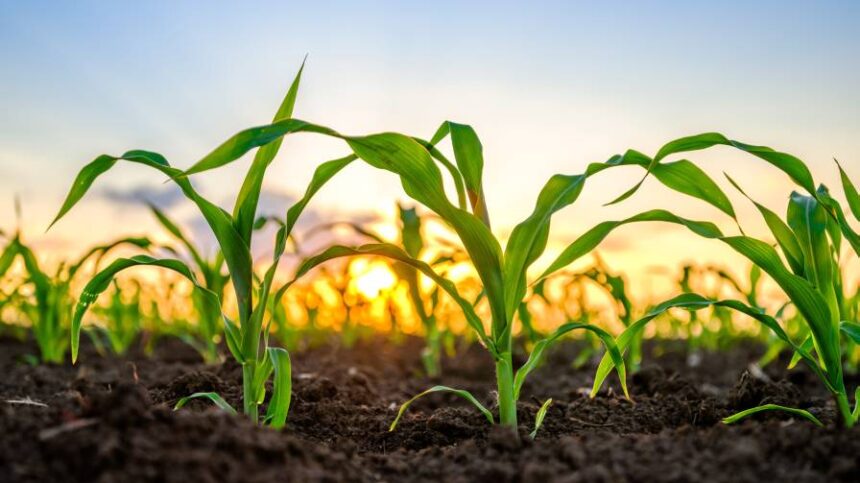 The U.S.-Mexico Biotech Corn Dispute: A Fractured Fairy Tale
