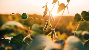Drought, Record Heat Threaten U.S. Soybean Crop at Critical Growing Stage