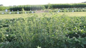 No Room for Error in Weed Control Programs for ’22