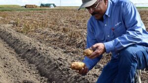 Decco Receives EPA Registration for Decco DMN Aerosol to Protect Potatoes in Storage