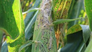 Weather Is a Wildcard, But Tar Spot Isn’t