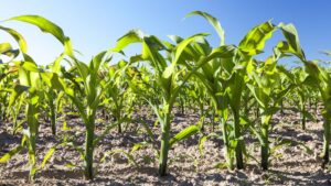 Plant Health Promoter Approved for Tank-Mixing With Select Row Crop Herbicides
