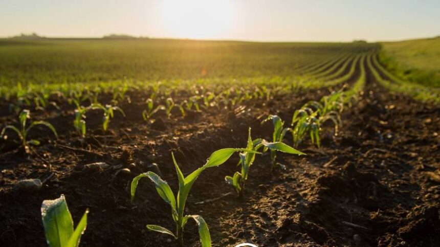 Biolevel MaizeNP Bionutrition Receives OMRI Certification