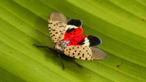 Spotting a Growing Invasive Threat: Spotted Lanternfly