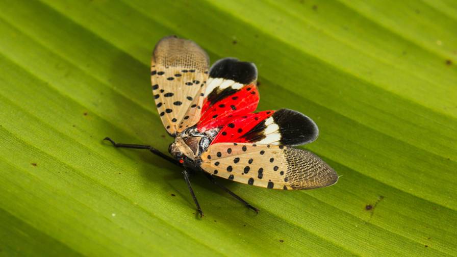 Spotted Latternfly