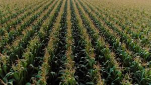 Indigo Ag Expands Powerful Scope 3 Product to Full Suite of Solutions
