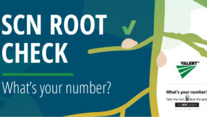 The SCN Coalition, Valent Join Forces to Encourage Farmers to Check Roots for Soybean Cyst Nematode