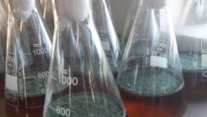 What Is Trichoderma and How Is It Beneficial?