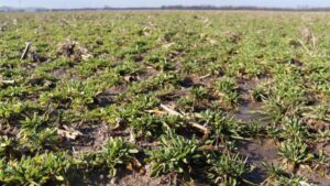 New Survey of Farm Advisors Shows Growing Interest in Cover Crops