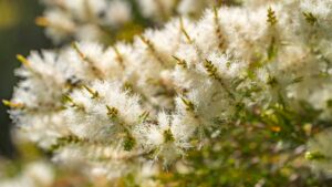 Summit Agro USA Launches New Hybrid Fungicide for Soybean, Rice and Pecan Disease Control