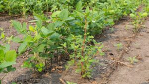 Why a Fall Herbicide Program Is Even More Important This Year